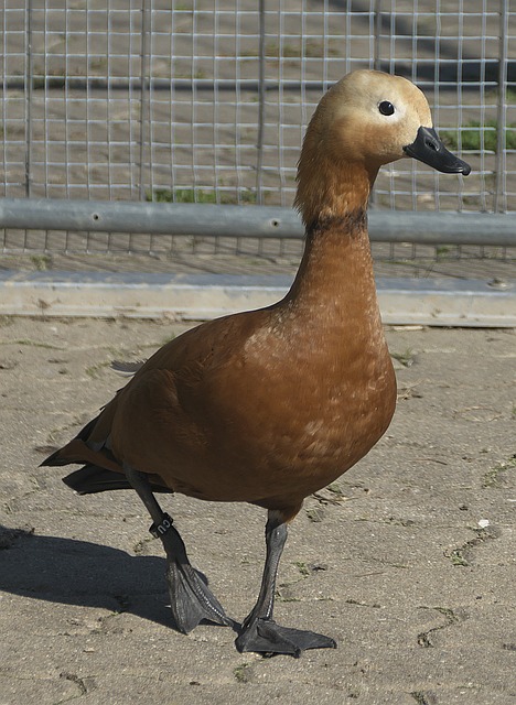 这座城市骄